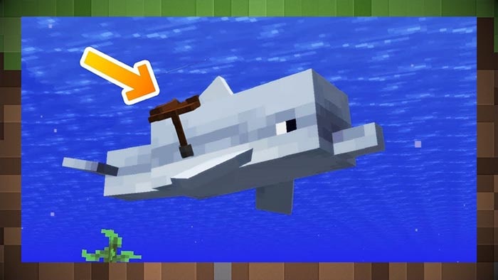 Что едят дельфины в Minecraft?